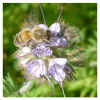 phacelia01.jpg (479468 Byte)