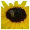 sonnenblume01.jpg (548991 Byte)