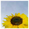 sonnenblume02.jpg (540104 Byte)